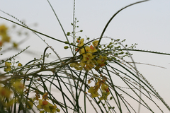 Parkinsonia aculeata